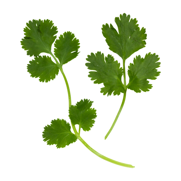 CILANTRO